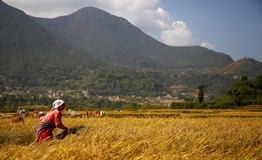 네팔의 경제 성장 전망치 하락과 경제 전망